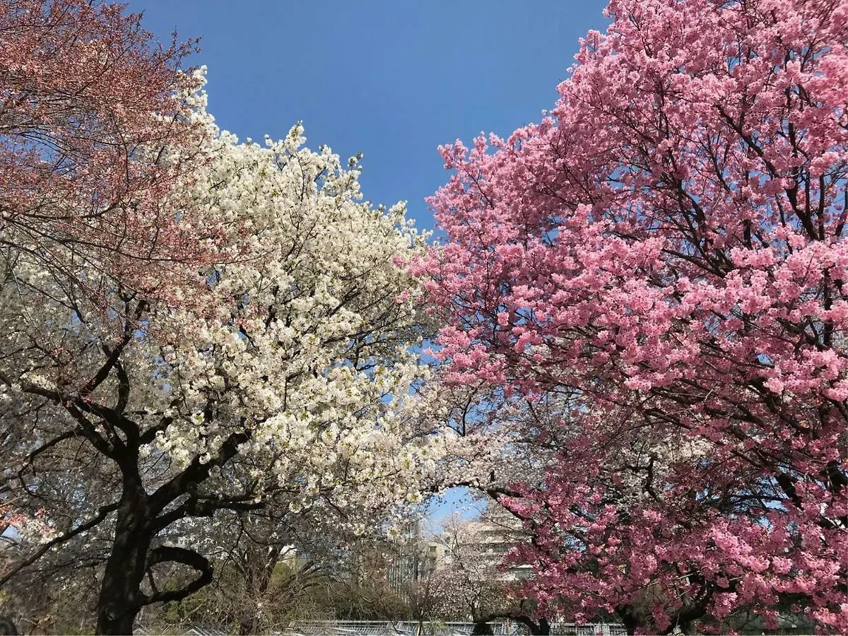 Sakura Cross Hotel Ueno Okachimachi Токио